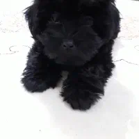 سگ نژاده کوچک|سگ|رشت, فلسطین|دیوار