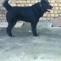 سگ نگهبان|سگ|زاهدان, |دیوار