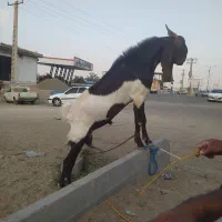 نریگ نژاد دار
