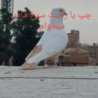 چپ یا راست سرخ ماده