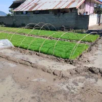 توم نشا علی کاظمی