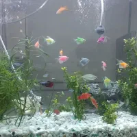 ماهی و اکواریوم