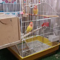 جفت طوطی کوتوله زرد صورت هلویی مولد با جوجه|پرنده|خمینی‌شهر, |دیوار