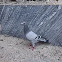 دوبر بالا قاچردمشام