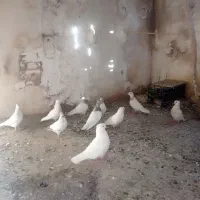 کبوتر