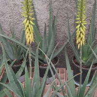 گلدان آلوورا