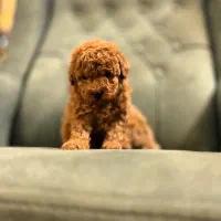 پودلل فرفری های اصیل و وارداتی