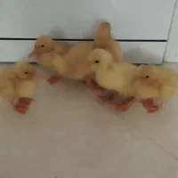 جوجه
