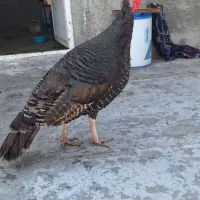 بوقلمون محلی تخم گذار|حیوانات مزرعه|گلستان (تهران), |دیوار