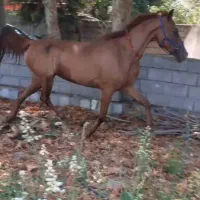 مادیان عرب ایرانی