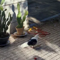 کبوتر خونگی|پرنده|سامان, |دیوار