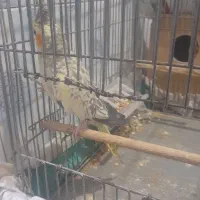 جفت عروس هلندی سالم|پرنده|اهواز, منازل کارون|دیوار