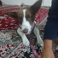 واگذاری سگ
