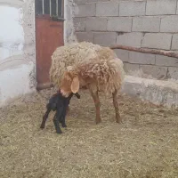 میش..|حیوانات مزرعه|فردوس (خراسان), |دیوار