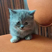 واگذاری بچه گربه اسکاتیش(پاستیل خانوم)