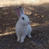 واگذاری خرگوش اهلی و مهربان برای باغ
