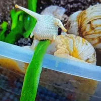 فروش حلزون و خاویار برای درمان لک صورت و جای جوش