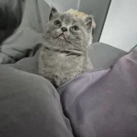 بچه گربه اسکاتیش اصیل|گربه|کرمان, |دیوار