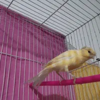 قناری ماده پرتقالی