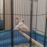 دوجفت فنج کینک