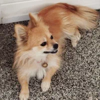 سگ پامر|سگ|دزفول, |دیوار