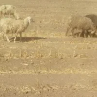 تعدادی بره نر و ماده کیلویی 360وزن حدود۳۰تا۴۰کیلو|حیوانات مزرعه|بافت, |دیوار