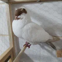 کبوتر کاکولی|پرنده|قزوین, |دیوار