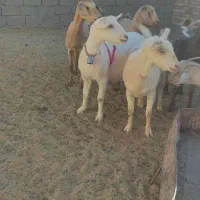 بزسانن|حیوانات مزرعه|درمیان, |دیوار