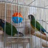 گرینچیک مولد تضمینی|پرنده|تبریز, |دیوار