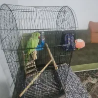 فروش طوطی سالم به همراه قفس شیک و بزرگ
