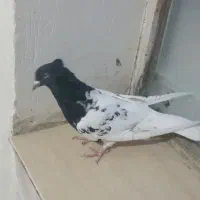 کبوتر کله سیاه ماده فروشی