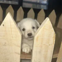 سگ پامر اشپیتز|سگ|تهران, هوانیروز|دیوار