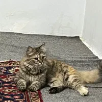 گربه ورشین دو رگه