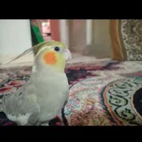 دوعددعروس هلندی بالغ ماده دستی|پرنده|تهران, مهرآباد|دیوار