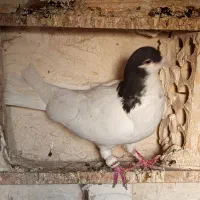 نره|پرنده|شوشتر, |دیوار