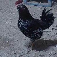 خروس|حیوانات مزرعه|بهارستان, |دیوار