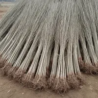 عرضه نهال صنوبر اقتصادی برای کاشت در حجم بالا|خدمات باغبانی و درختکاری|اردبیل, |دیوار