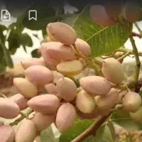 فروش زمین پسته اکبری