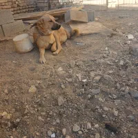 یک عدد توله سرابی ۱۰ماهه|سگ|شاهینشهر, شهرک امید|دیوار