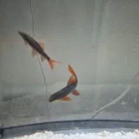 ماهی آکواریومی