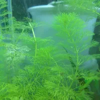 ماهی فایتر / بتا پلاکت ماده و گیاه|ماهی|بناب, |دیوار