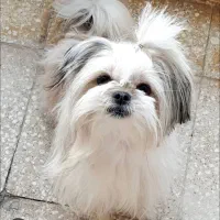 توله پاکوتاه نژاد شیتزو