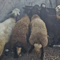 نر بره  و بز چاق خمیر|حیوانات مزرعه|گرگان, |دیوار