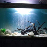 آکواریوم|ماهی|بوئین زهرا, |دیوار