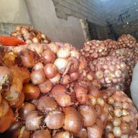 پیاز|عمدهفروشی|زنجانرود, |دیوار