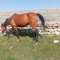 باسلام یک عدداسب ماده