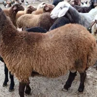 گوسفند بره گوشتی ،تخمی|حیوانات مزرعه|نکا, |دیوار