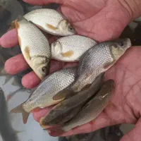 بچه ماهی گرمابی