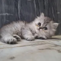 بچه گربه ۲ماهه|گربه|گنبد کاووس, |دیوار