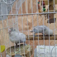 یک جفت کوتوله|پرنده|اصفهان, دستگرده|دیوار